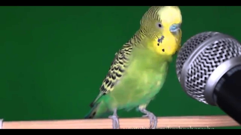 Птица-говорун. Как выбрать попугая и научить его говорить