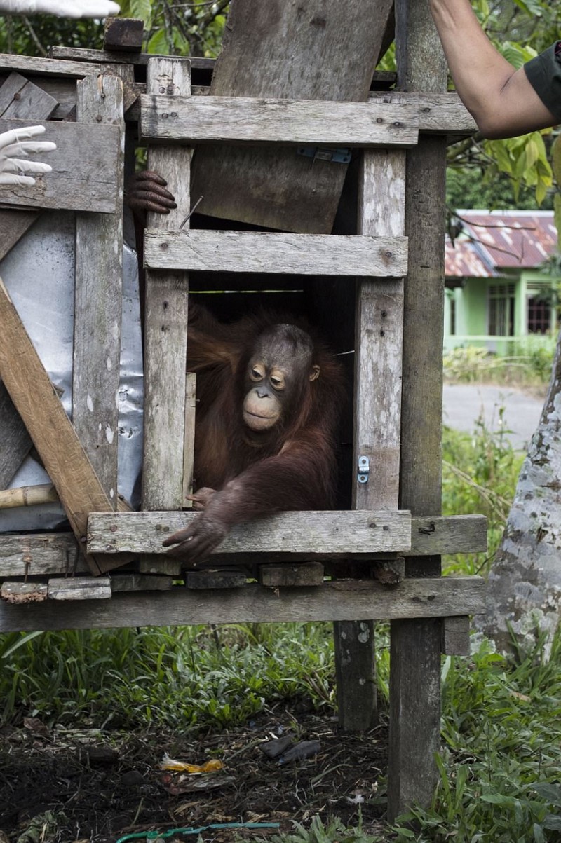 На Борнео освободили орангутана, который провел два года в тесном ящике