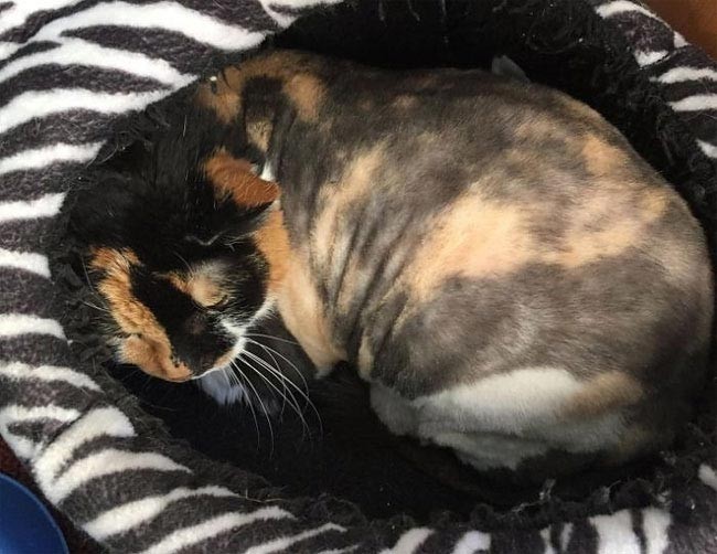 Брошенная кошка, на спине которой образовались дреды, наконец-то была спасена