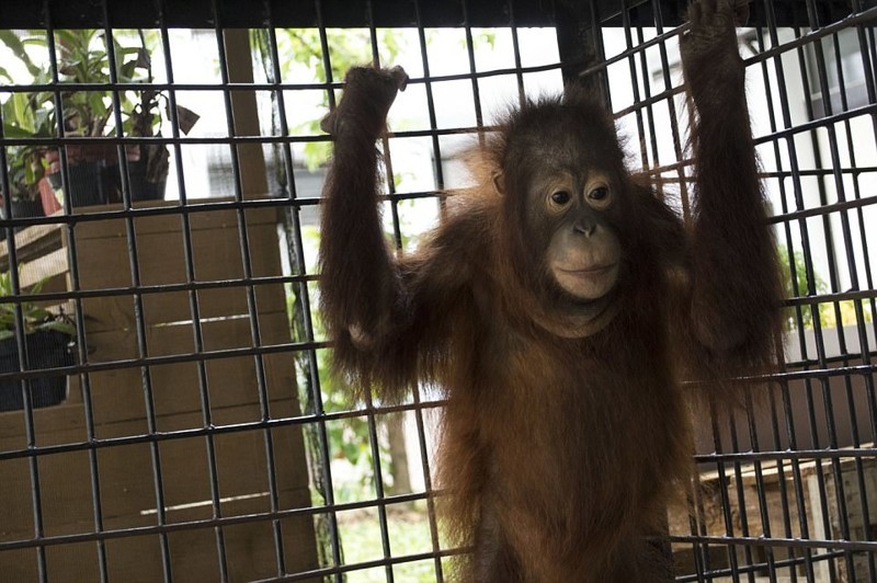 На Борнео освободили орангутана, который провел два года в тесном ящике