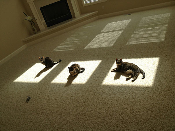 50 котиков, которые больше всего на свете любят погреться на солнце