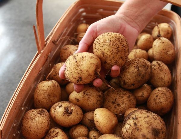 Вот как собрать невероятный урожай картофеля с четырёх соток