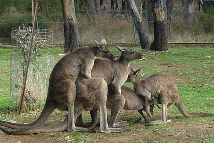 Слабонервным не смотреть: 20 раз, когда австралийские животные зашли слишком далеко