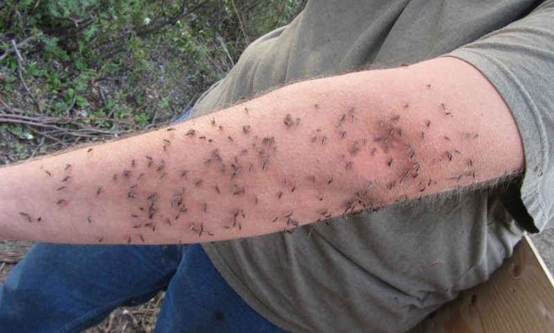 Хотите знать, почему комары кусают вас больше, чем других?