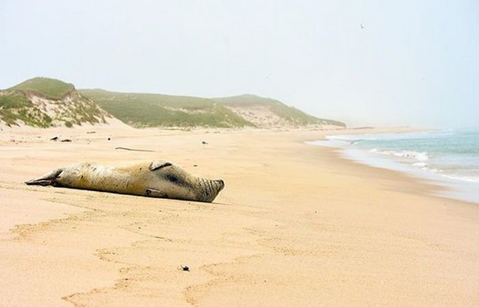 Зоуи Лукас - современный Робинзон