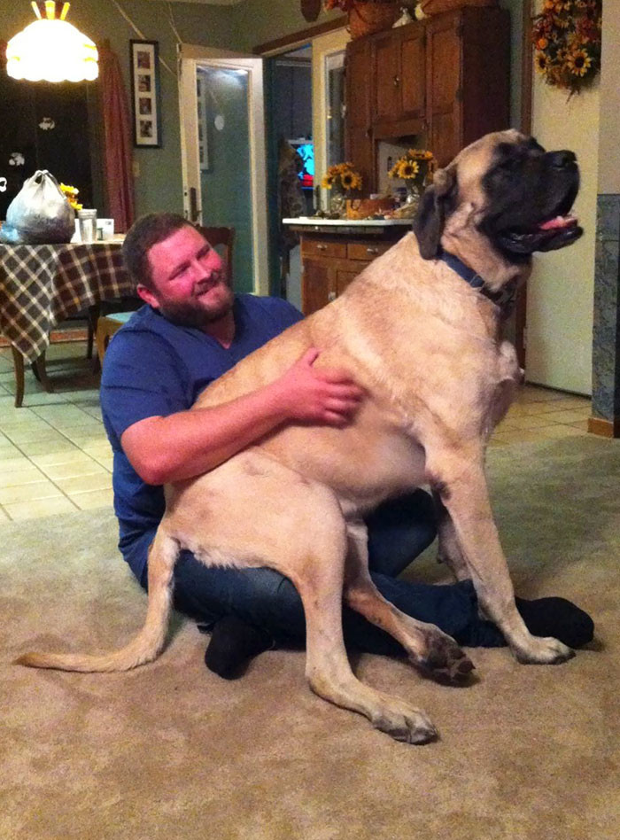 Эти реально огромные собаки думают, что они еще щенки!