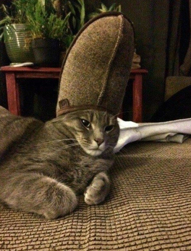 Коты в шляпках - смешнее не бывает!