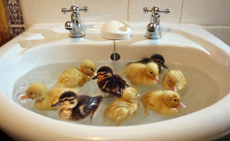 25 умилительных домашних животных, которые обожают принимать ванну