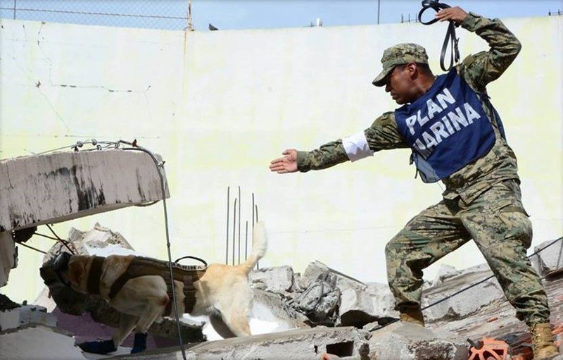 Эта служебная собака из Мексики за короткое начало карьеры спасла уже 52 человека