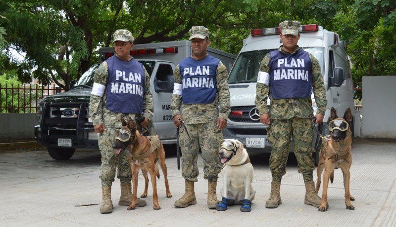 Эта служебная собака из Мексики за короткое начало карьеры спасла уже 52 человека