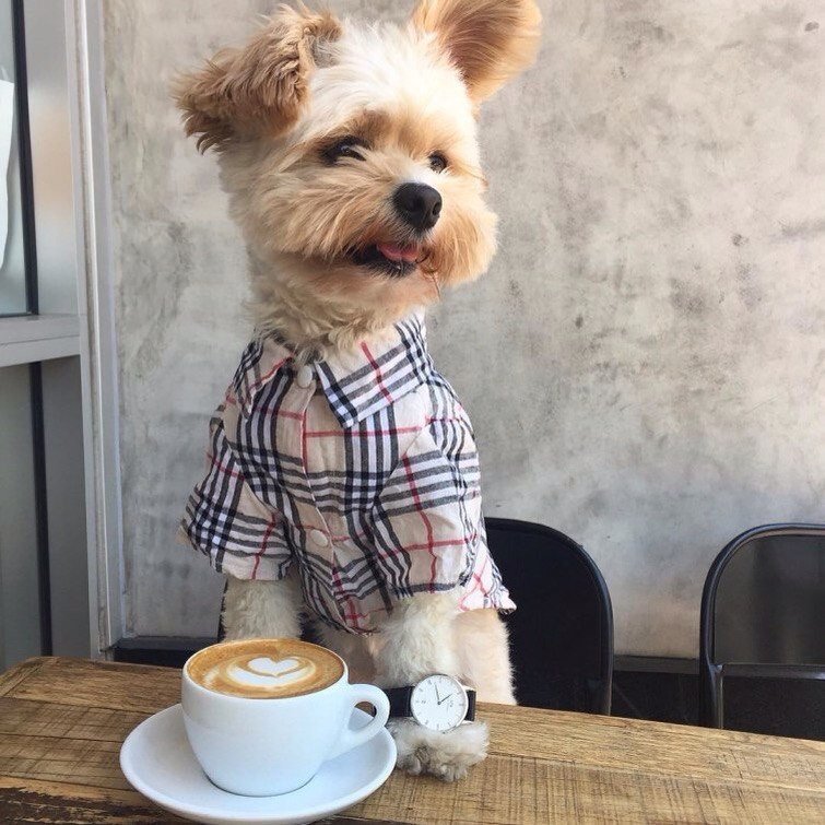 Попай — спасённая собака, чей Instagram сделал её звездой интернета