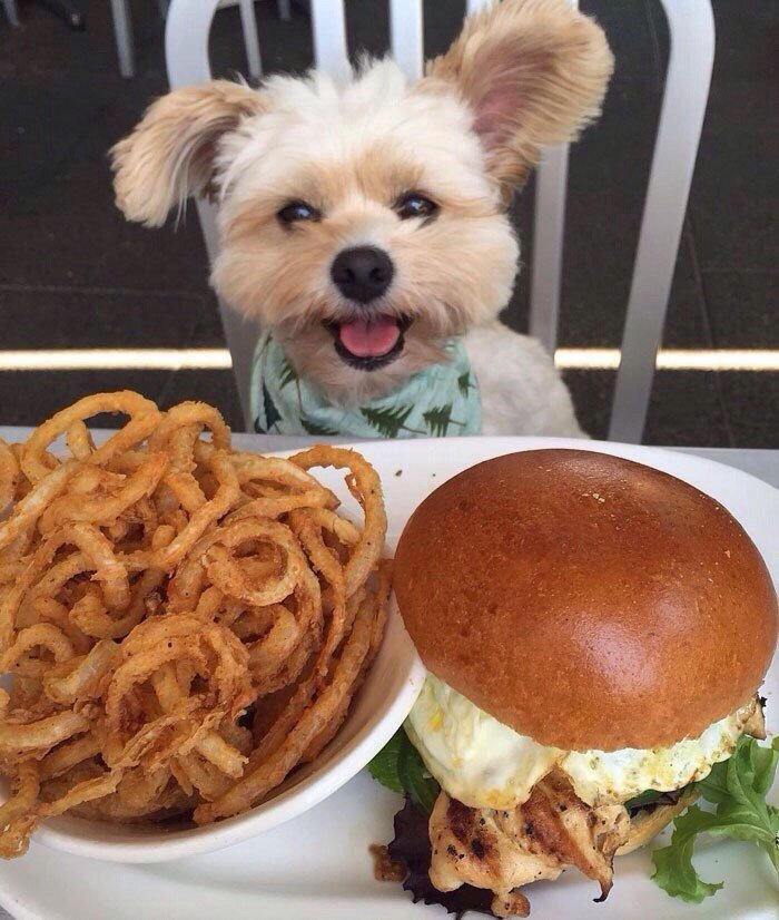 Попай — спасённая собака, чей Instagram сделал её звездой интернета
