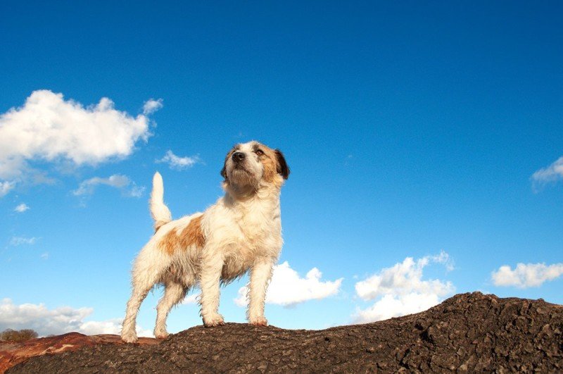 9 научно подтвержденных причин завести собаку