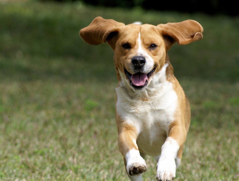 9 научно подтвержденных причин завести собаку