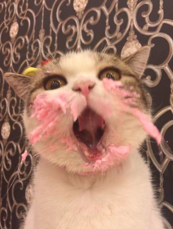30 смешных кошачьих фотографий из интернета