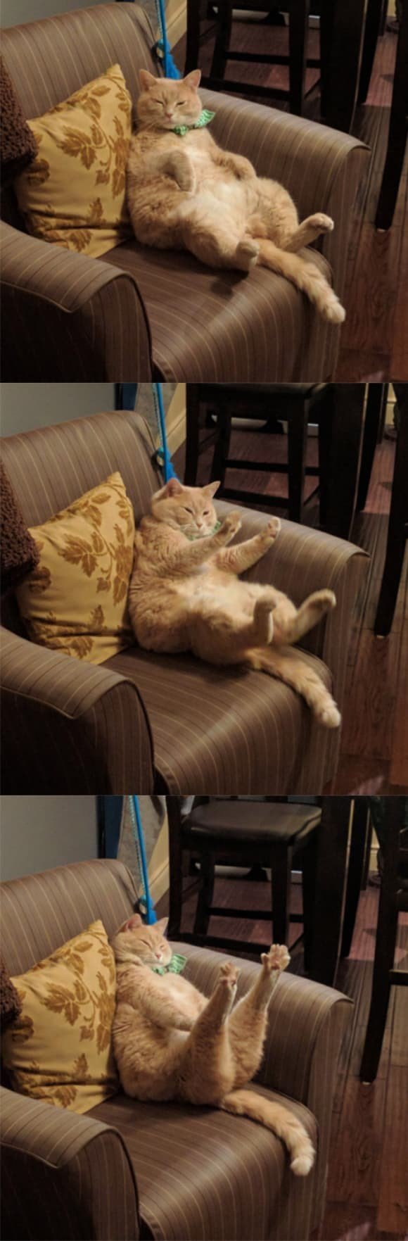 30 смешных кошачьих фотографий из интернета
