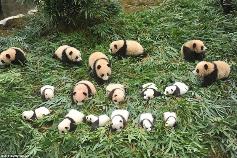 Эти панды-милашки заставят вас улыбнуться