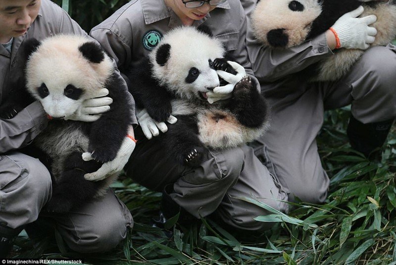 Эти панды-милашки заставят вас улыбнуться