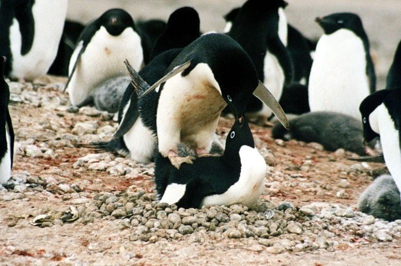 Пингвинята в Антарктике погибли от голода