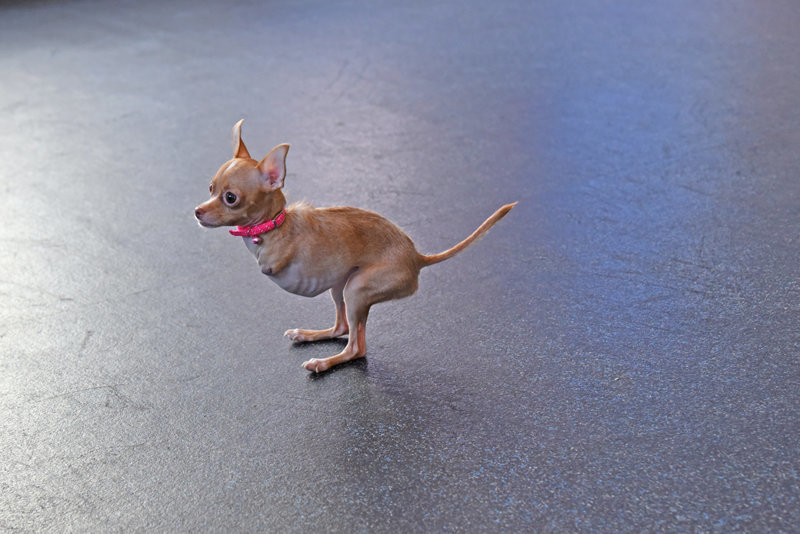 Для собаки изготовили специальный протез и теперь она снова может ходить