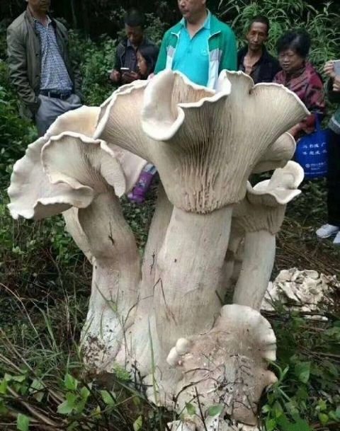 Король всех грибов был найден китайским дедушкой