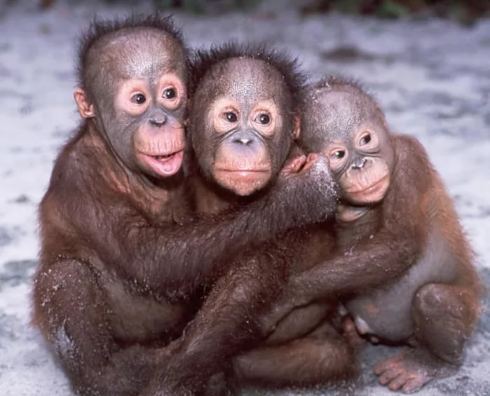 Добрые, забавные и очень милые детеныши обезьян