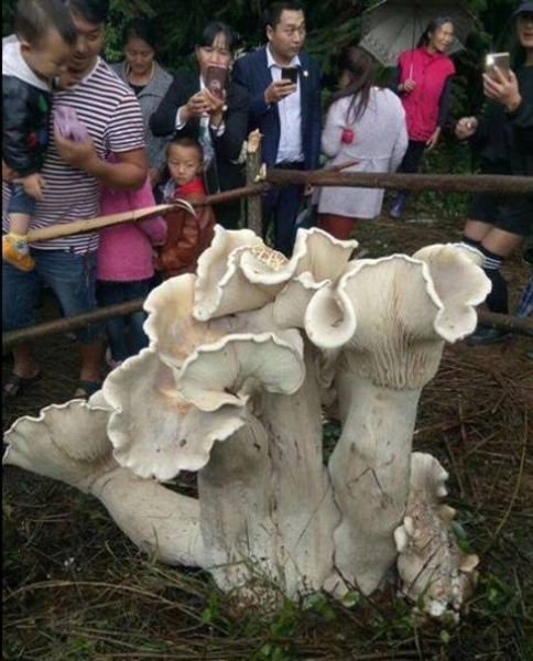 Король всех грибов был найден китайским дедушкой