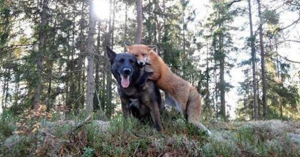 Pes je pogosto tekel v gozd, da se je srečal s prijateljem