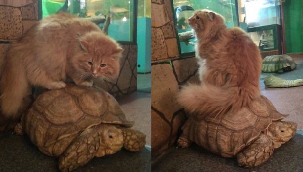 Сбежавших из иркутского зоопарка гигантских черепах задержал местный кот Батон