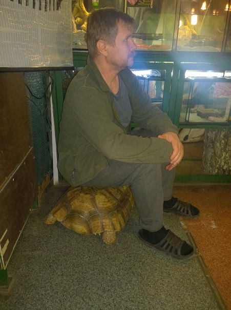 Сбежавших из иркутского зоопарка гигантских черепах задержал местный кот Батон