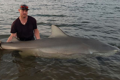 Австралийский рыбак поймал беременную акулу