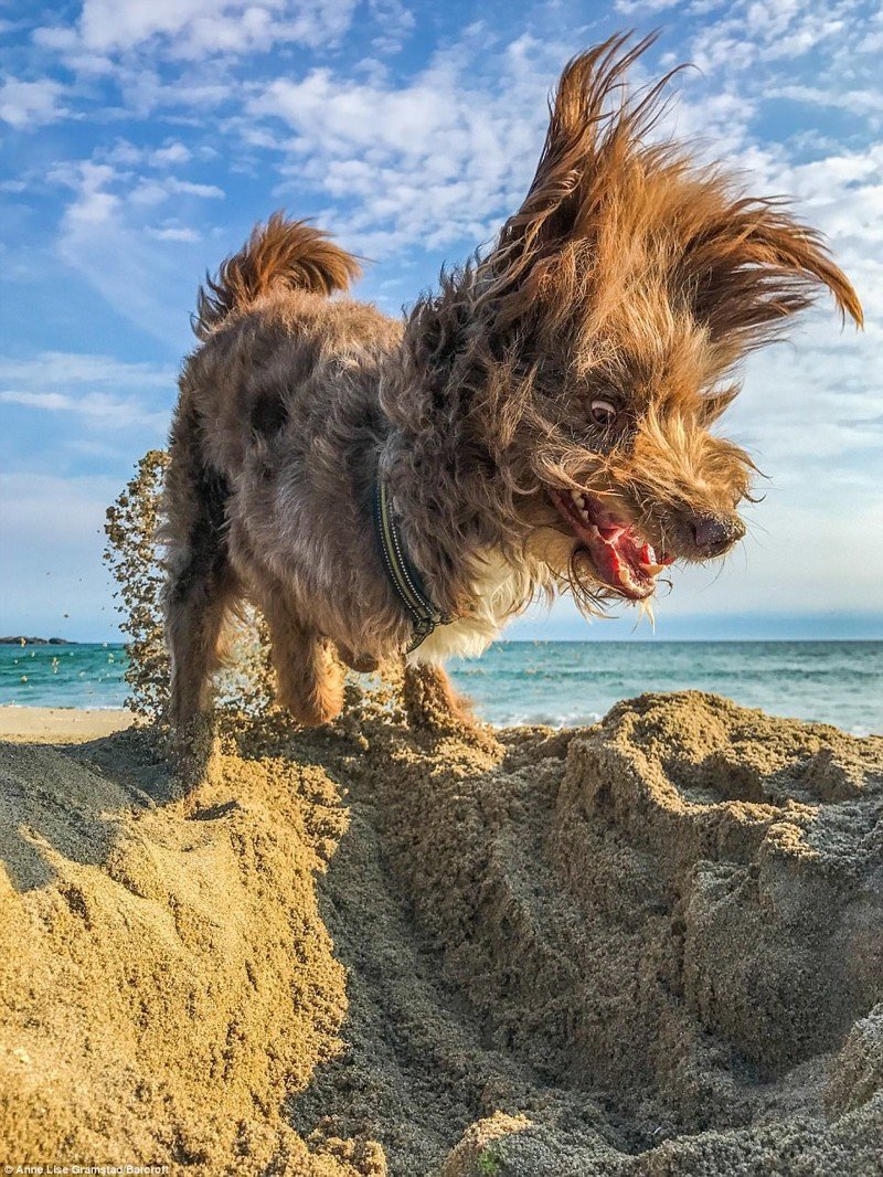 Названы победители конкурса Comedy Wildlife Photography Awards