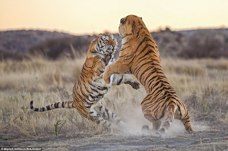 Впечатляющие фото драки двух тигриц за территорию