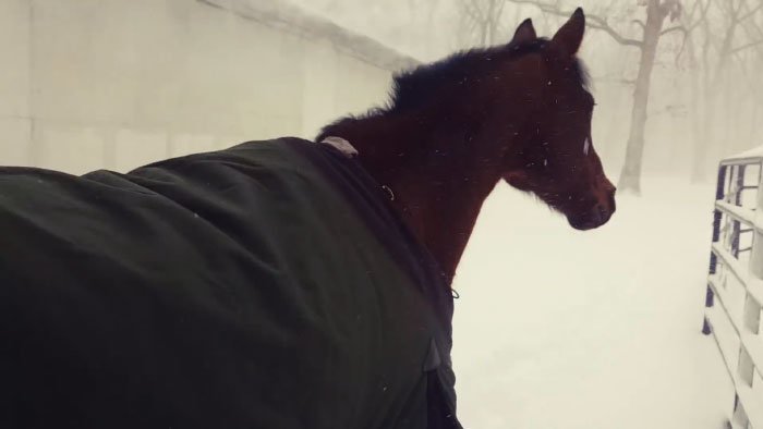 Эти лошадки стали героями YouTube: 19 секунд позитива
