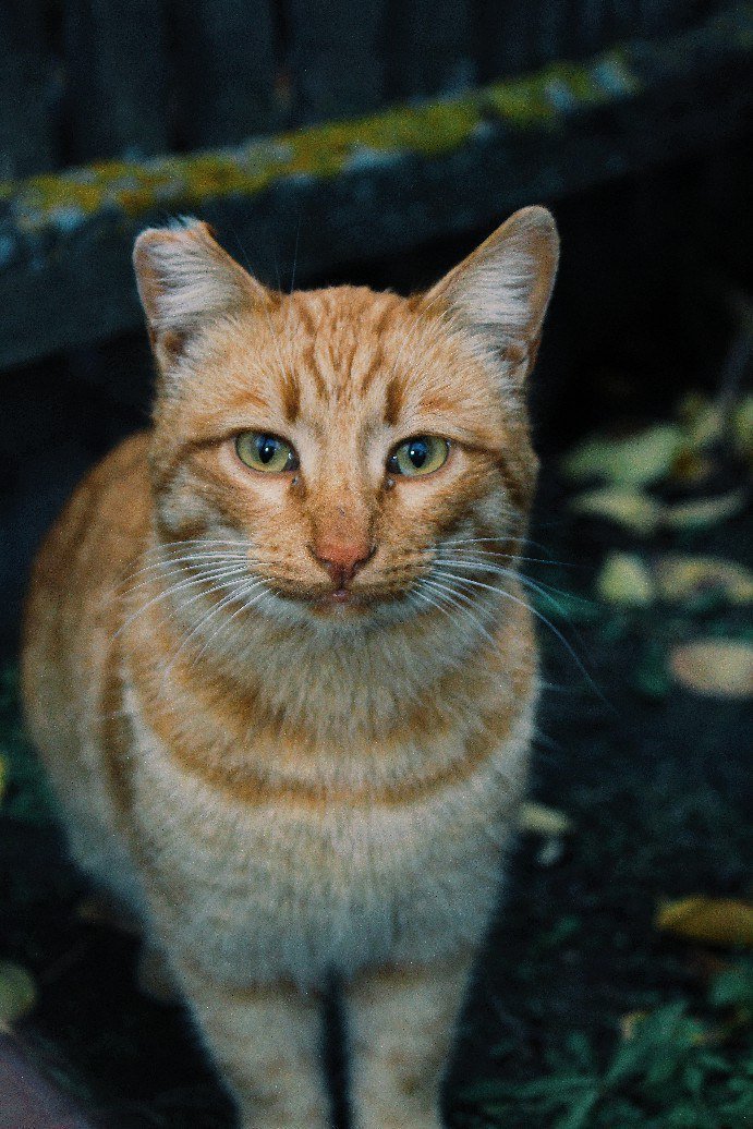 Блюз бродячих котов