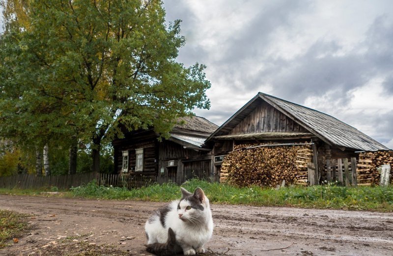 Блюз бродячих котов