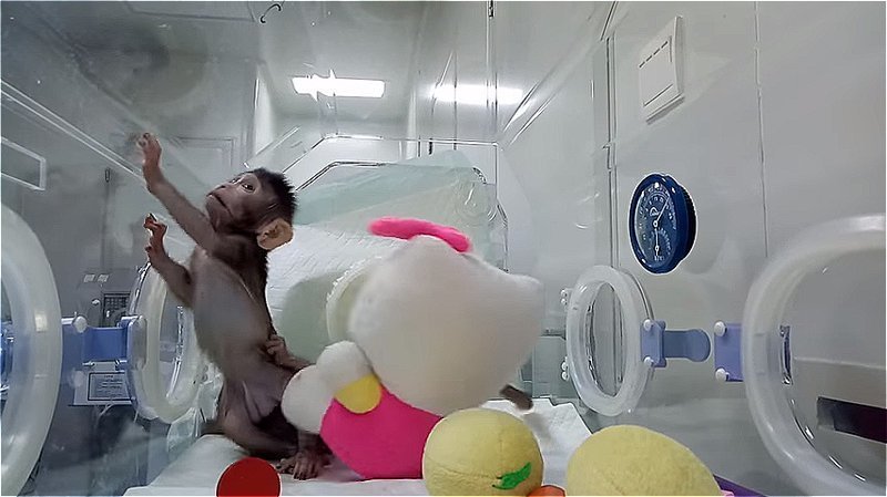 Китайские генетики клонировали обезьяну