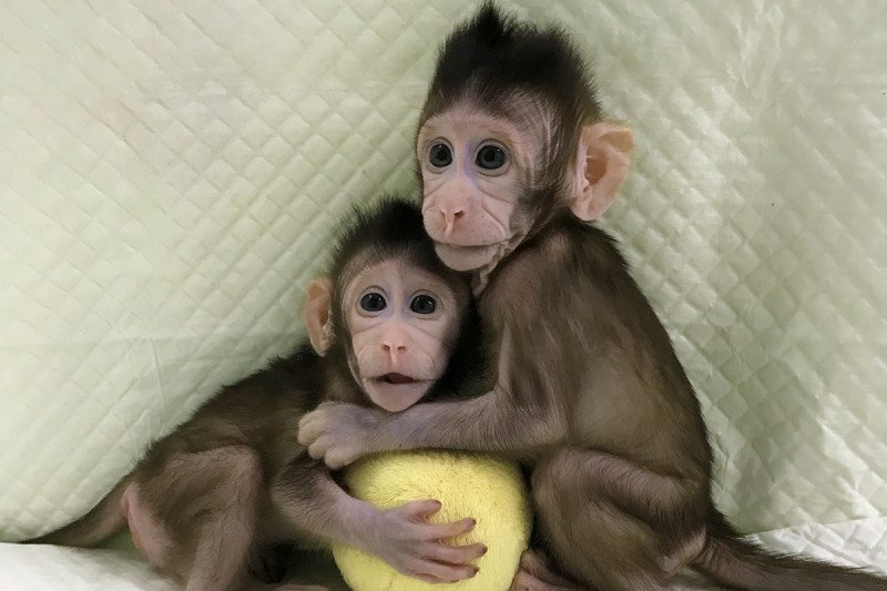 Китайские генетики клонировали обезьяну