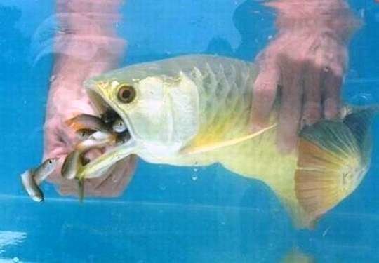Золотая рыбка подарила хозяину кучу мальков