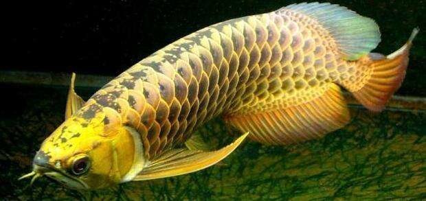 Золотая рыбка подарила хозяину кучу мальков