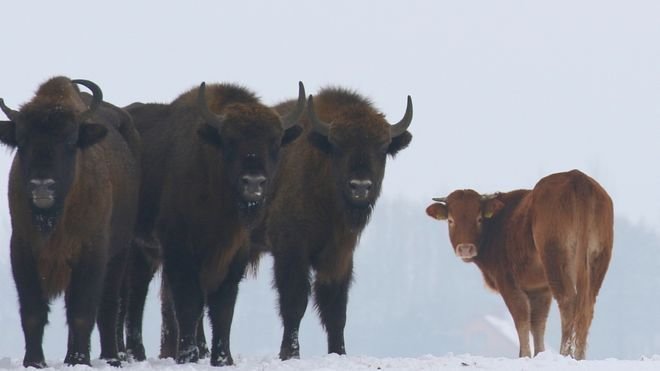 Сбежавшую польскую корову охраняют дикие зубры из Беловежской пущи