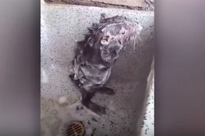 Ученые прокомментировали вирусное видео с моющейся в душе крысой