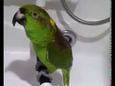 Веселый попугай в душе спел "Беловежскую пущу" (видео)