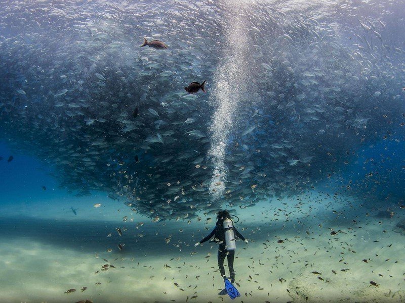 20 гениальных снимков дикой природы от National Geographic