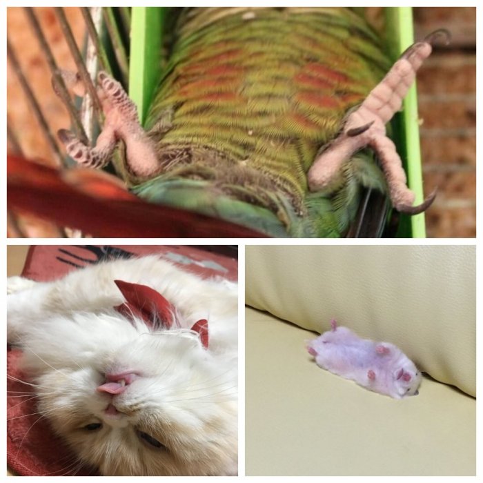 Вопреки анатомии: как только эти животные умудряются спать в таких позах! 