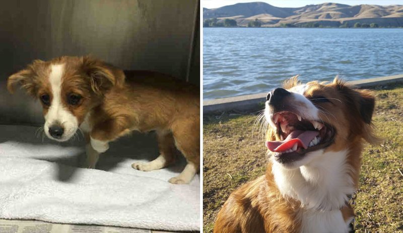 Поразительные фото бездомных собак до и после обретения семьи