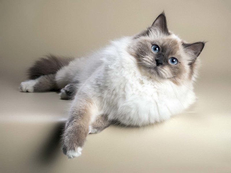 Топ-10 популярных пород кошек в России по версии "Авито"