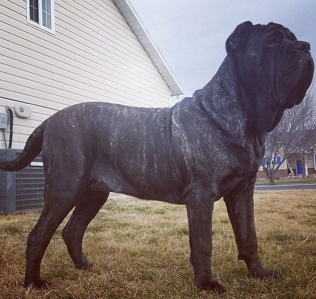 80-килограммовый "малыш": где живет самый большой щенок в мире