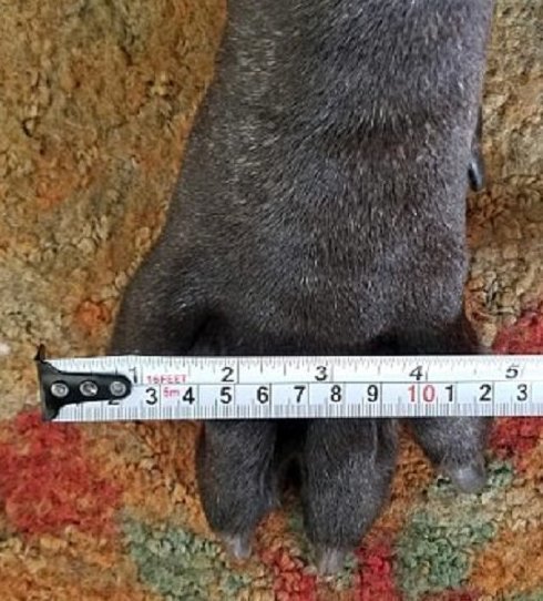 80-килограммовый "малыш": где живет самый большой щенок в мире