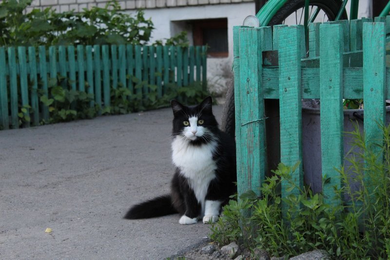 Реальные "пацаны": из жизни уличных котов